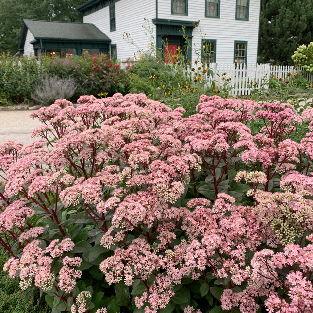 Stonecrop Tall, Upright, Clumping 'Matrona'