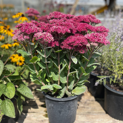 Stonecrop Tall, Upright, Clumping 'Mr. Goodbud'