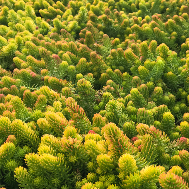 Stonecrop Low Growing/Groundcover  'Angelina'