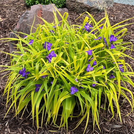 Spiderwort 'Blue & Gold'