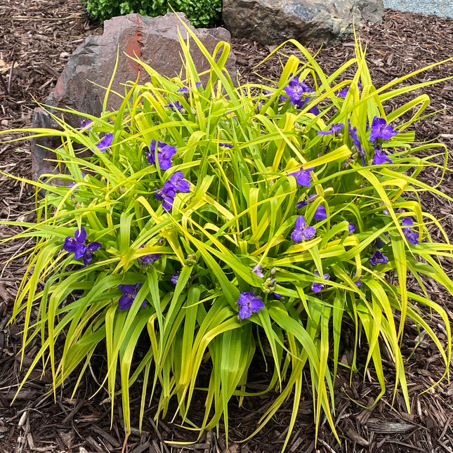 Spiderwort 'Blue & Gold'