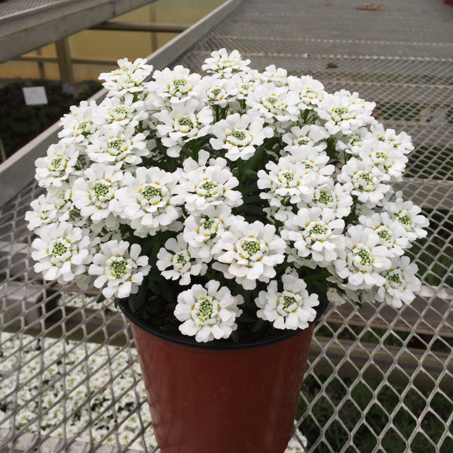 Candytuft 'Snowsurfer™ Forte'