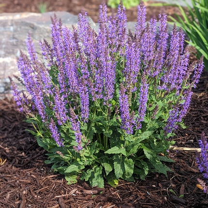 Meadow Sage 'Blue By You'