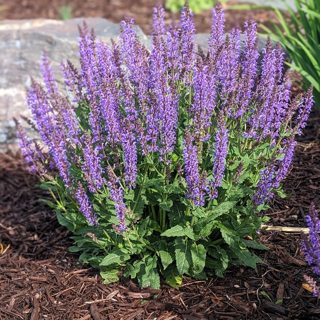 Meadow Sage 'Blue By You'
