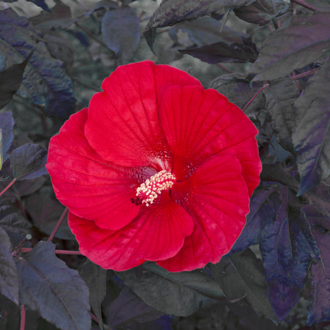 Midnight Marvel Hibiscus
