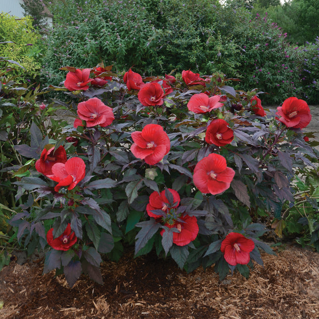 Midnight Marvel Hibiscus