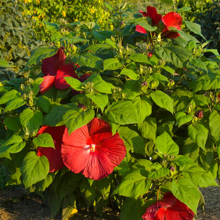 Cristi™ Hibiscus