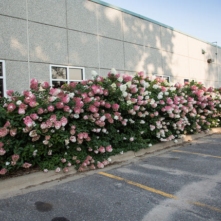 First Editions® Vanilla Strawberry™ Hydrangea