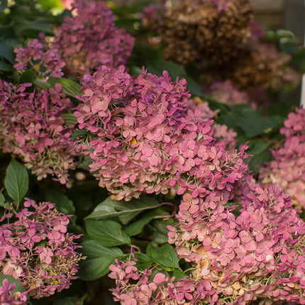 First Editions® Vanilla Strawberry™ Hydrangea