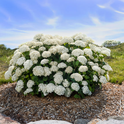 First Editions® FlowerFull® Smooth Hydrangea