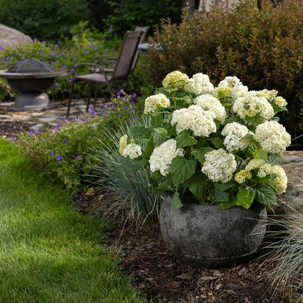 First Editions® FlowerFull® Smooth Hydrangea