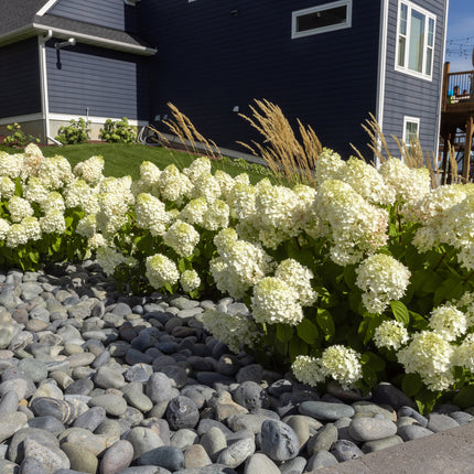 First Editions® Little Hottie® Panicle Hydrangea