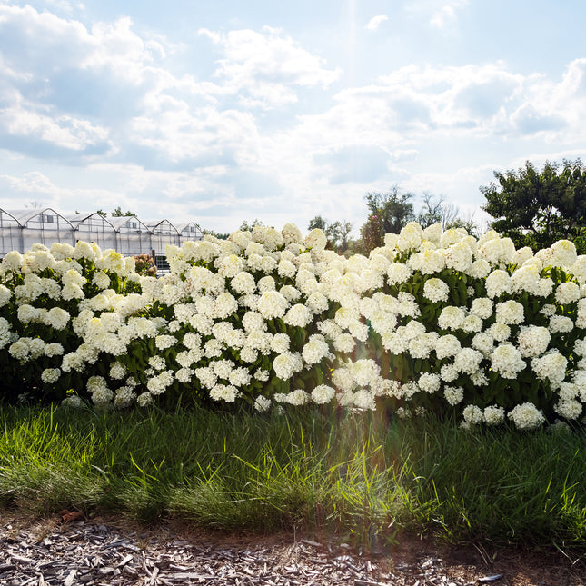 First Editions® Little Hottie® Panicle Hydrangea