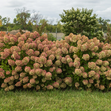 First Editions® Little Hottie® Panicle Hydrangea