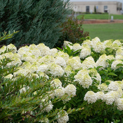 First Editions® Little Hottie® Panicle Hydrangea