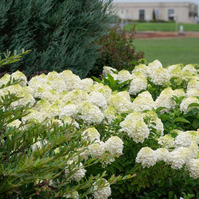 First Editions® Little Hottie® Panicle Hydrangea