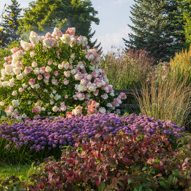 First Editions® Vanilla Strawberry™ Hydrangea