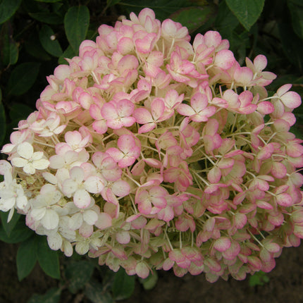 Bobo® Panicle Hydrangea