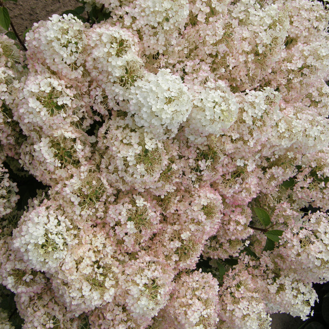 Bobo® Panicle Hydrangea