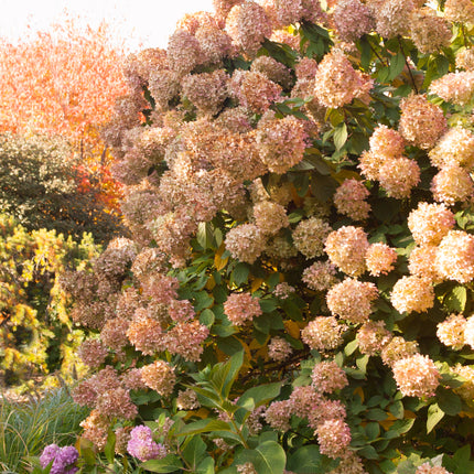 Limelight Panicle Hydrangea