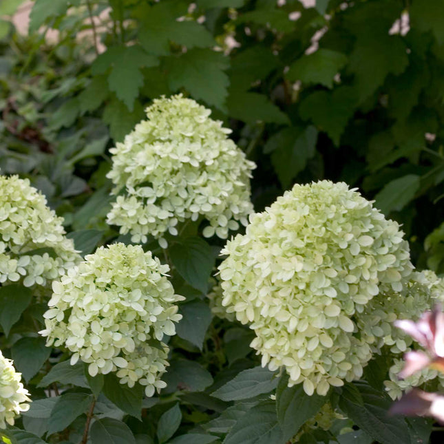 Little Lime® Panicle Hydrangea