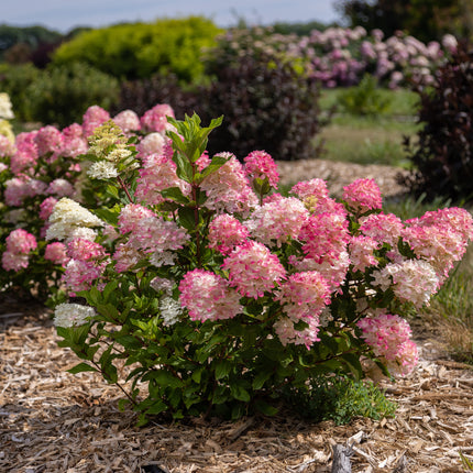 First Editions® Spring Sizzle® Panicle Hydrangea