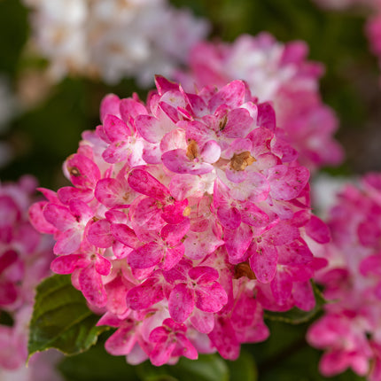 First Editions® Spring Sizzle® Panicle Hydrangea