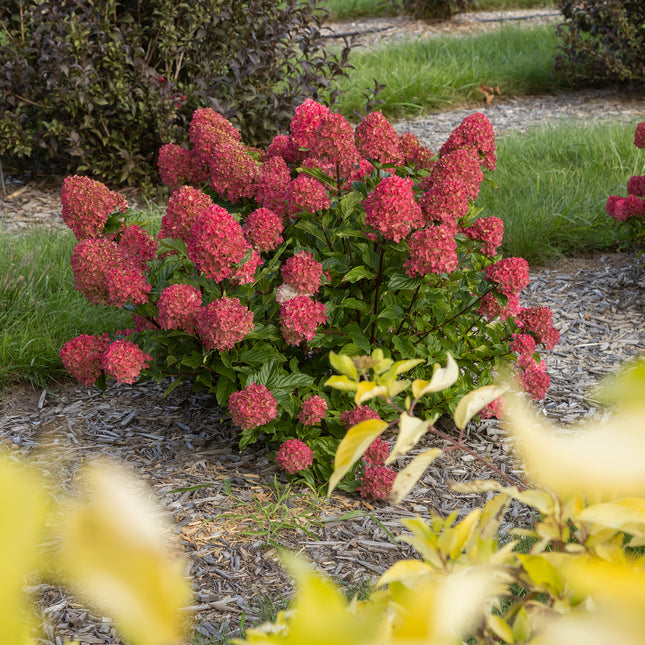 First Editions® Spring Sizzle® Panicle Hydrangea