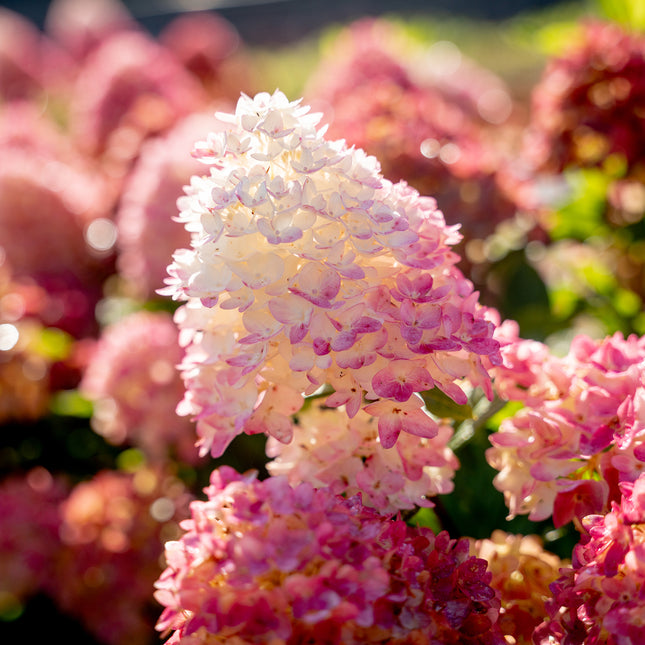 First Editions® Spring Sizzle® Panicle Hydrangea