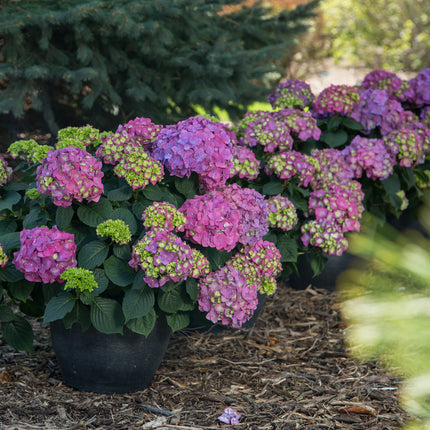 Endless Summer® Summer Crush® Reblooming Hydrangea