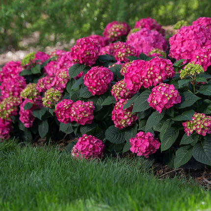 Endless Summer® Summer Crush® Reblooming Hydrangea