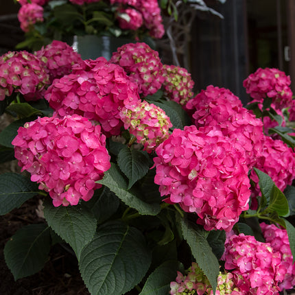 Endless Summer® Summer Crush® Reblooming Hydrangea