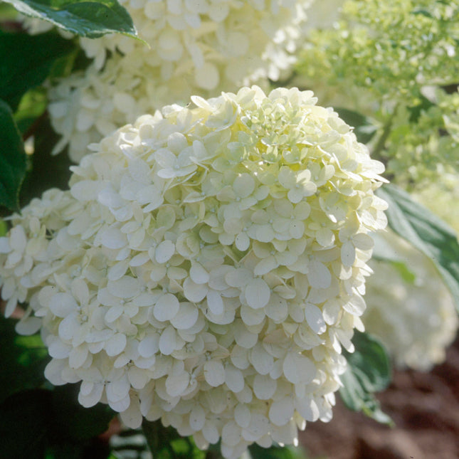 Limelight Hydrangea - Tree Form