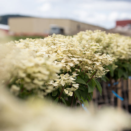 Quick Fire® Hydrangea - Tree Form