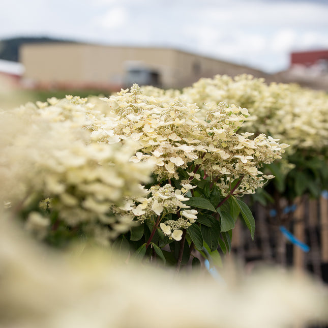 Quick Fire® Hydrangea - Tree Form