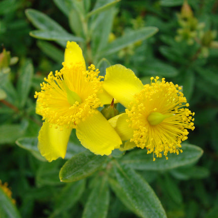 First Editions® Cobalt-n-Gold™ Hypericum