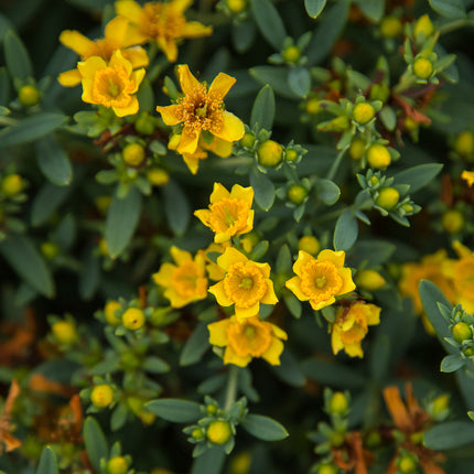 First Editions® Cobalt-n-Gold™ Hypericum