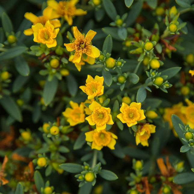 First Editions® Cobalt-n-Gold™ Hypericum