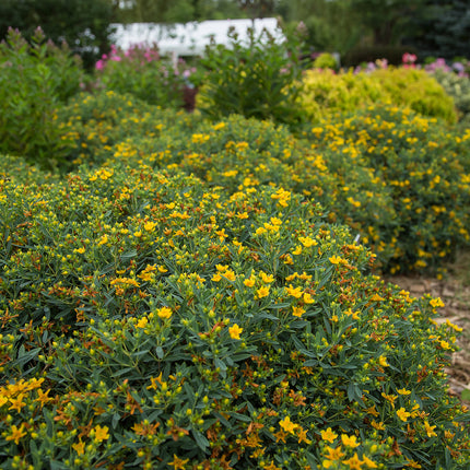 First Editions® Cobalt-n-Gold™ Hypericum