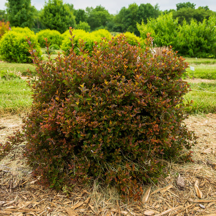 First Editions® Spicy Devil® Ninebark