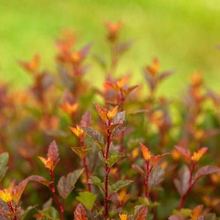 First Editions® Spicy Devil® Ninebark