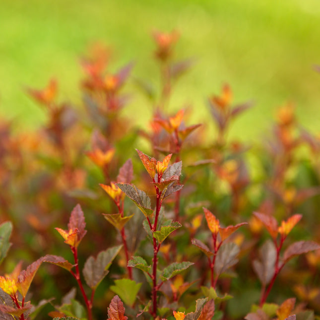 First Editions® Spicy Devil® Ninebark
