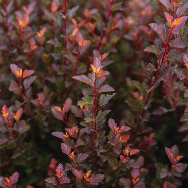 First Editions® Spicy Devil® Ninebark