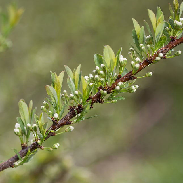 First Editions® Jade Parade® Sand Cherry