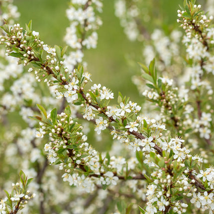 First Editions® Jade Parade® Sand Cherry