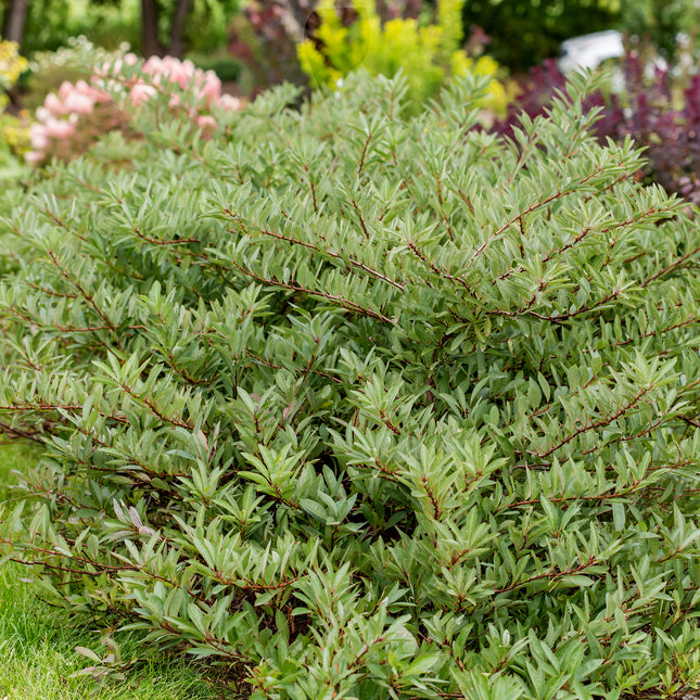 First Editions® Jade Parade® Sand Cherry