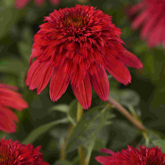 Coneflower 'Double Scoop™ Strawberry Deluxe'