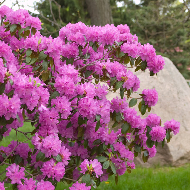 P.J.M. Rhododendron