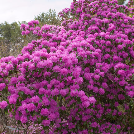 P.J.M. Rhododendron