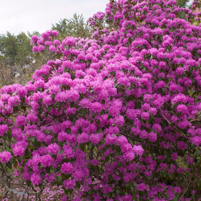 P.J.M. Rhododendron